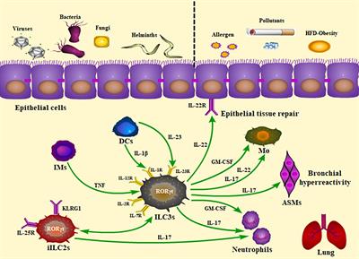 The Role of Group 3 Innate Lymphoid Cells in Lung Infection and Immunity